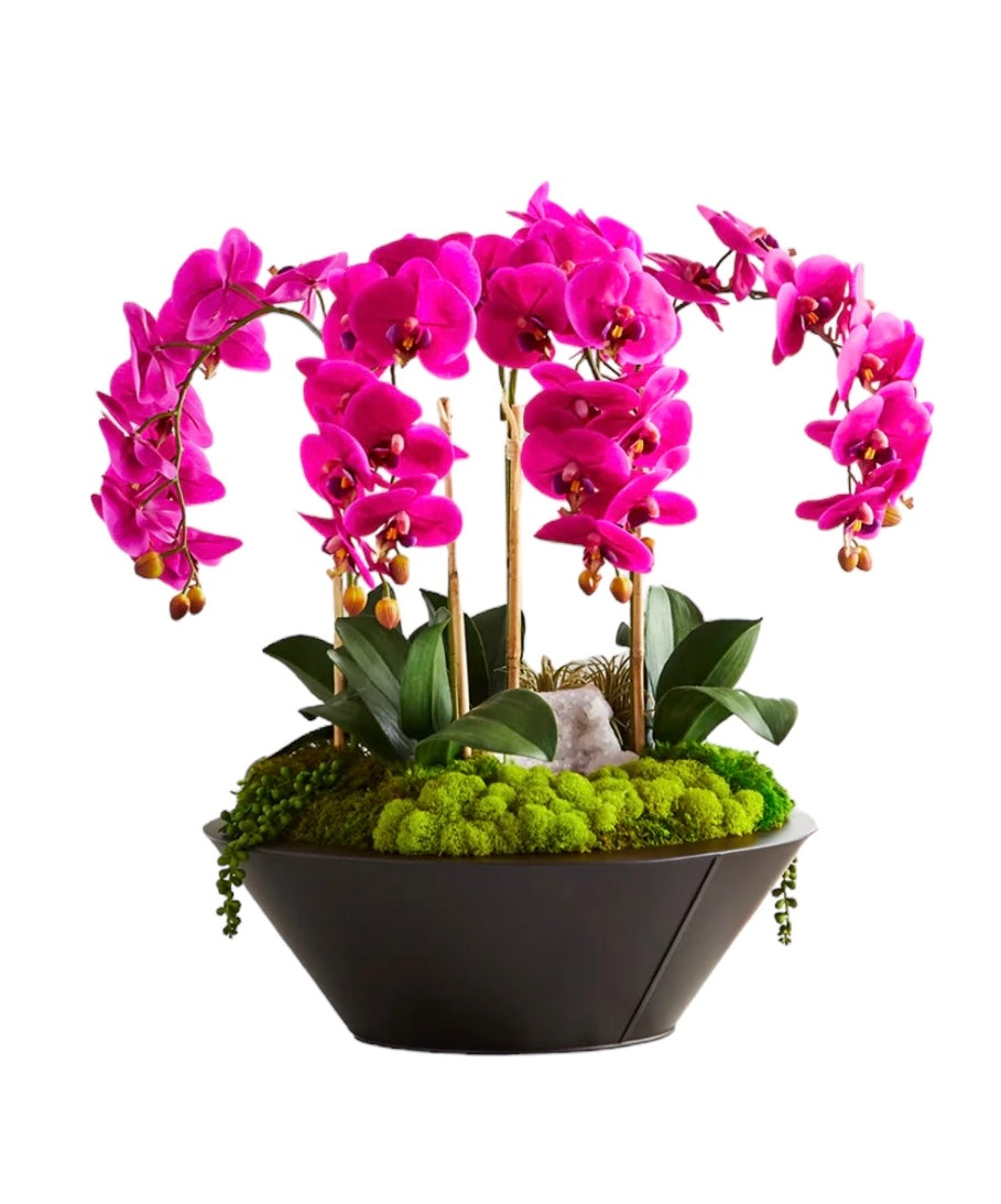 Orchids