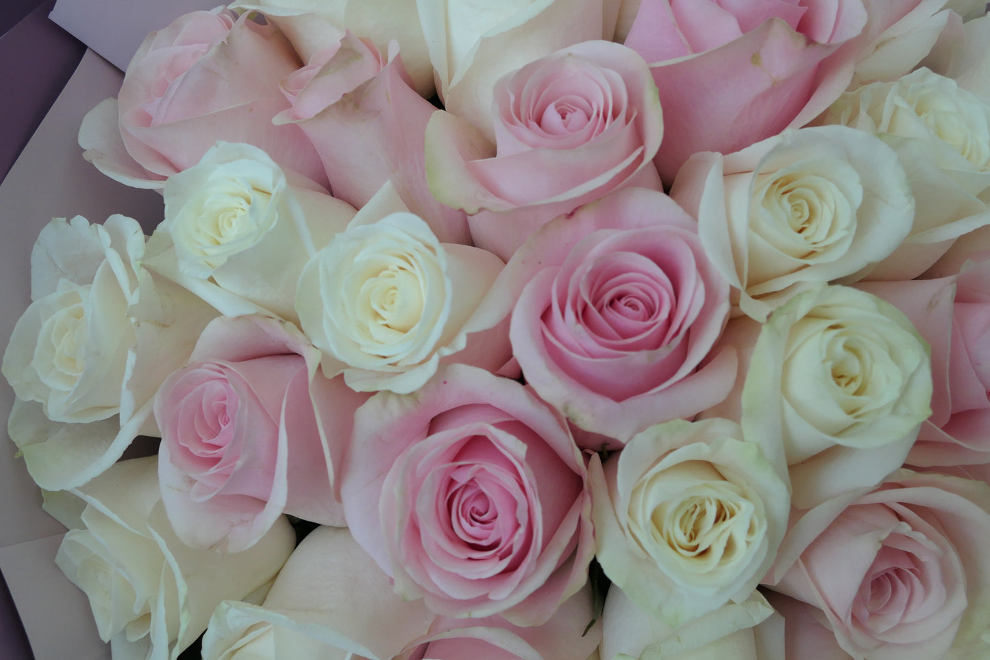 Duet White Pink Rose Bouquet