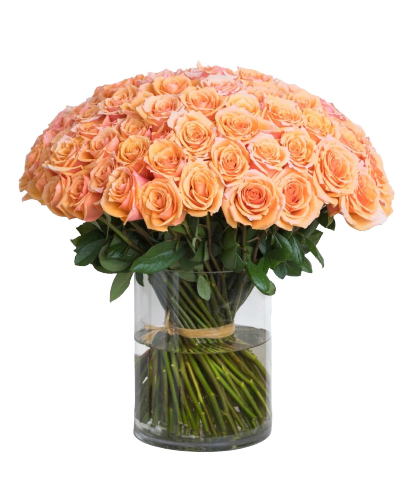 Sunrise Rose