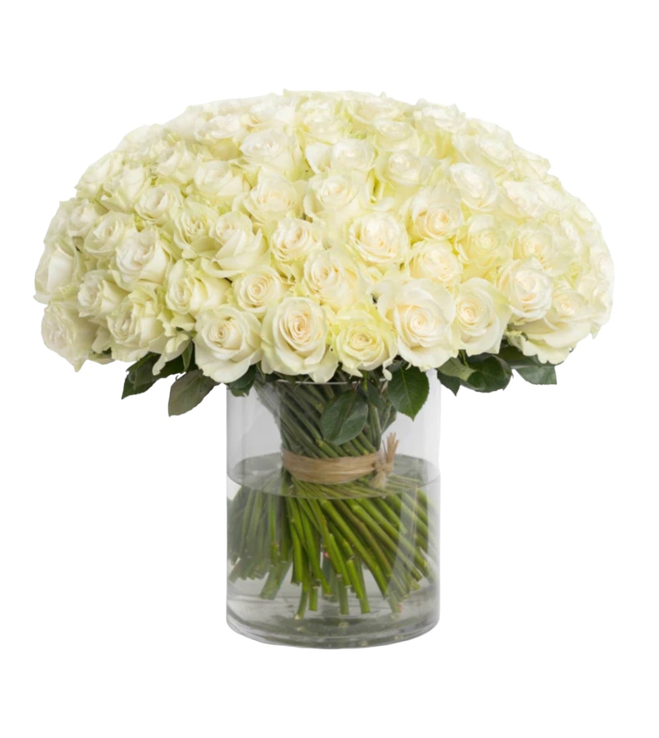 Avalanche White Rose