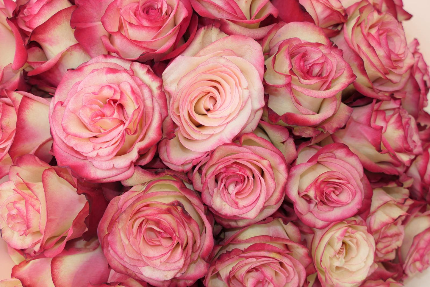 Bicolor White Pink Rose Bouquet