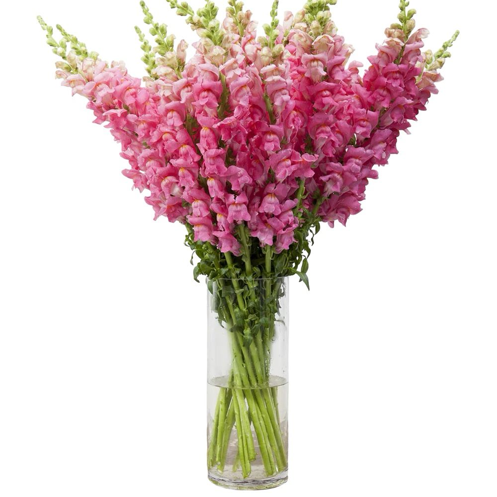 Snapdragon Pink