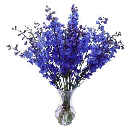 Blue Dream Delphinium